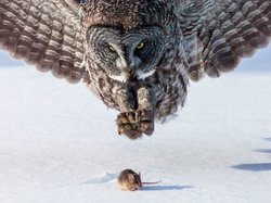 Owl1.jpg