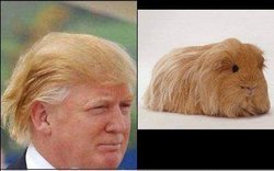 635735560815320966-307755603_guinea.jpg 635735560815320966-307755603_guinea.jpg