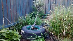 IMG_20170426_170710699.jpg