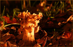 fungi2_017a.jpg