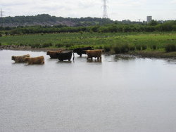 West Yorkshire Scenes. Fairburn. Cattle. in Ings.JPG