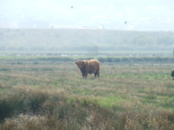 West Yorkshire Scenes. Fairburn. Newton. Highland Cattle. 1.JPG