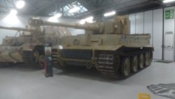 Tiger.jpg