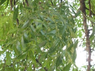 Leaf.jpg Leaf.jpg