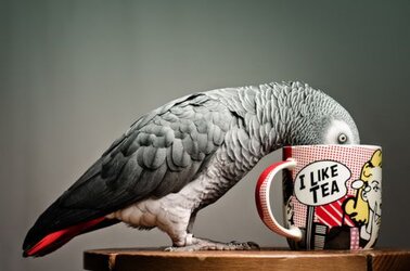 teaparrot.jpg