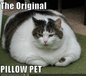 pillowpet.jpg
