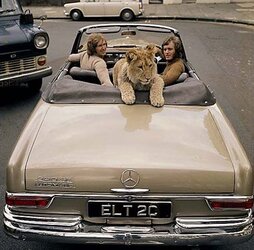 lion-mercedes.jpg