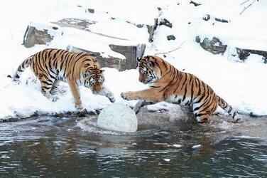 tigerz.jpg