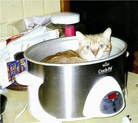 cat crock-pot.jpg