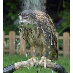 billy the owl.jpg