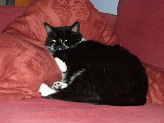 Tasha on chair at 30%.jpg