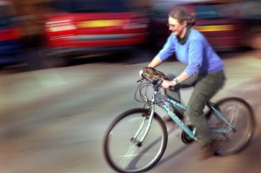 Owl on moving bicycle.jpg