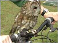 Owl on handle bars of bicycle.jpg