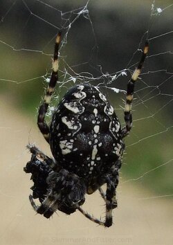 big-black-spider-in-web-close-up.jpg