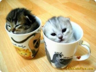 kitty kups.jpg