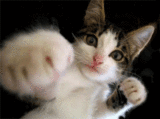 sugar-ray-kitty.gif