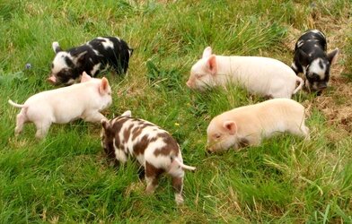 Tia piglets 29aug08.jpg
