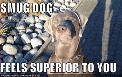 smugdogfeels128581772850734629.jpg