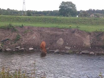 cow in the river.JPG
