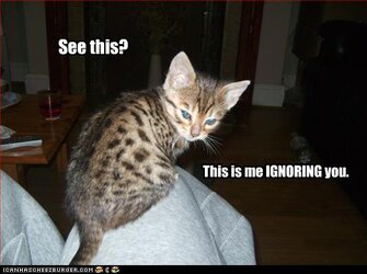 kitten-ignores-you.jpg