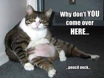 CUTE_FUNNY_CATS_PICTURES_8.jpg
