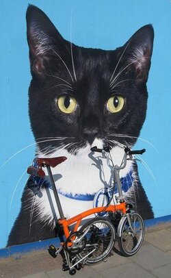 BromCat.jpg
