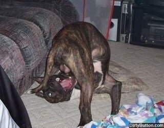 db686-dog-reaching.jpg