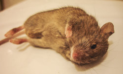 DSC09707-1.jpg