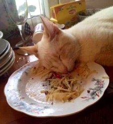 11.24.16-Food-Coma-Pets9.jpg