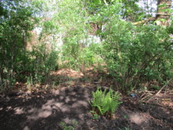 garden 005.JPG