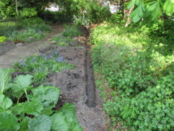 garden 016.JPG