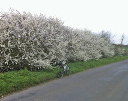 may blossom.jpg