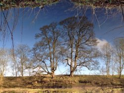 Tree Reflection- Warkworth.jpg