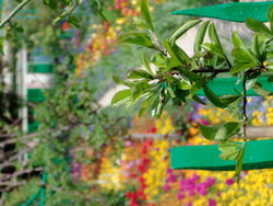 MONET GARDEN 1.jpg