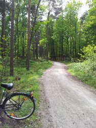 Tennenlohe Forest.jpg