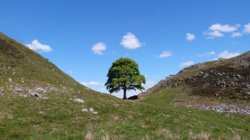 Sycamore gap.jpg