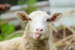 Funny-Sheep-Facts-1200x800.jpg