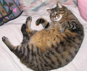 fat-cat-round.jpg