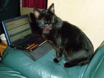 Puma snubbing resized.jpg