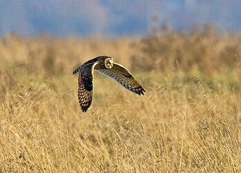 Short Eared Owl 2_Gary Thornton from Cambs bird club site-2.jpg