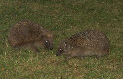 hedgehogs.jpg