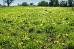 Field of cowslips.JPG