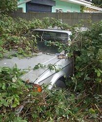 overgrown_garden250x300.jpg
