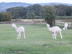 DSCF3135.jpg
