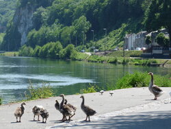 5 Geese at Yvoir.jpg
