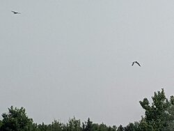 PXL_20210728_134304220.jpg