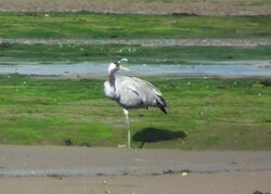 DSCF4405.JPG