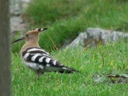 DSCF4339.JPG