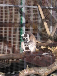 Miscellaneous Images. Leeds. Tropical World. Ring Tailed Lemur.JPG