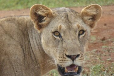 lion.jpg